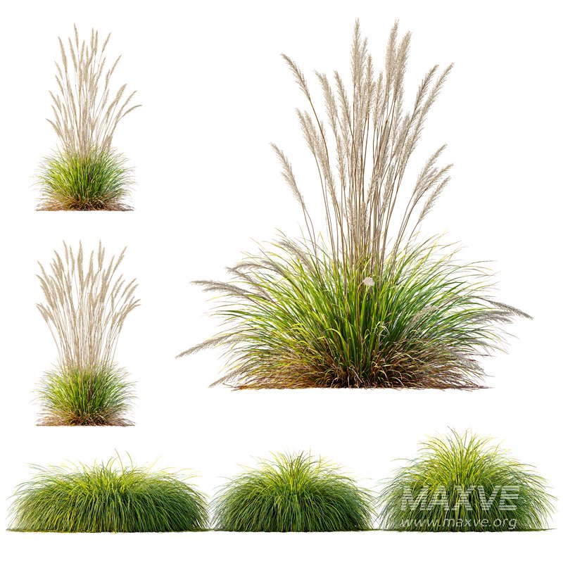 Carex Elata Aurea Grass and Calamagrostis Acutiflora Karl Foerster - Image 1