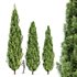 Mediterranean Cypress 3Trees - Thumbnail 1