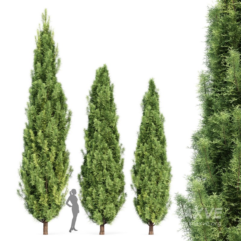 Mediterranean Cypress 3Trees - Image 1