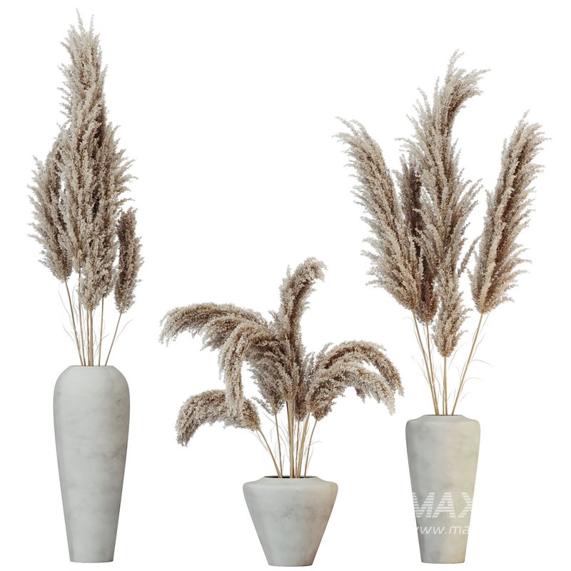 HQ HousePlants Decorative Miscanthus Pampas Dried Branches Pampy - Image 1