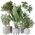 Indoor plants set 110 Eucalyptus Bouquet and Ficus Beliza - Thumbnail 1