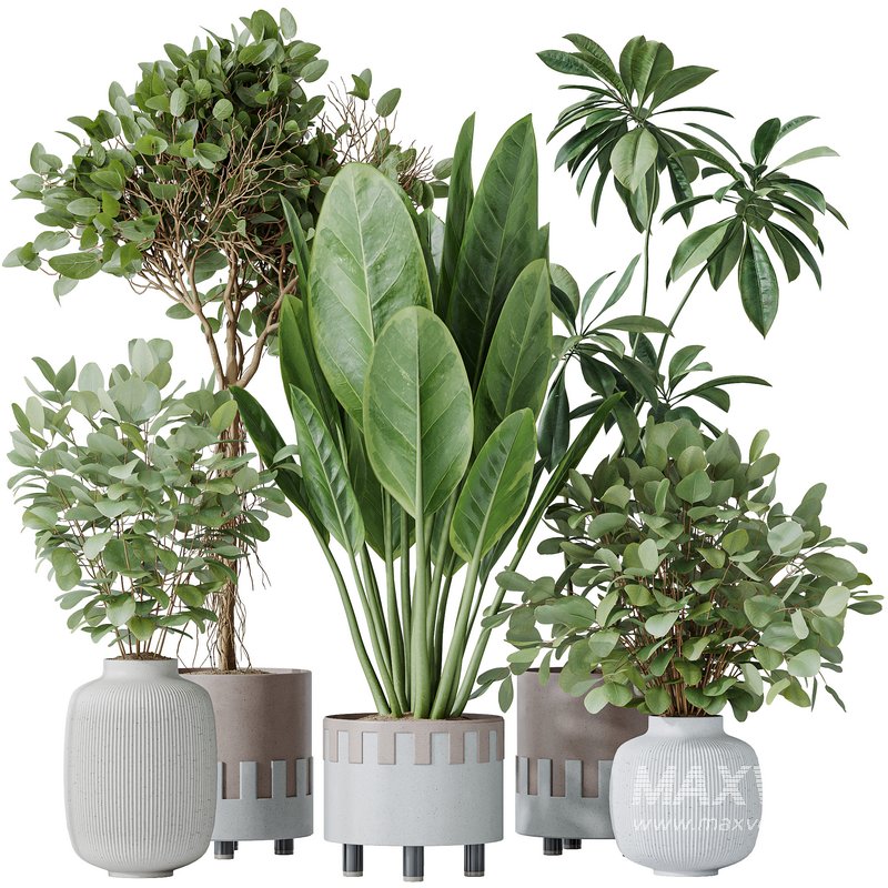 Indoor plants set 110 Eucalyptus Bouquet and Ficus Beliza - Image 1