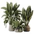 HQ HousePlants Ravenala Banana Strelitzia Nicolai Bird Of Paradise Set04 - Thumbnail 3