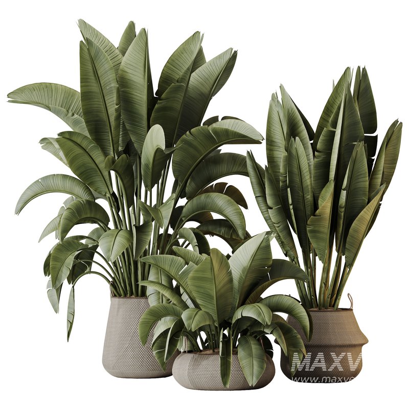 HQ HousePlants Ravenala Banana Strelitzia Nicolai Bird Of Paradise Set04 - Image 3