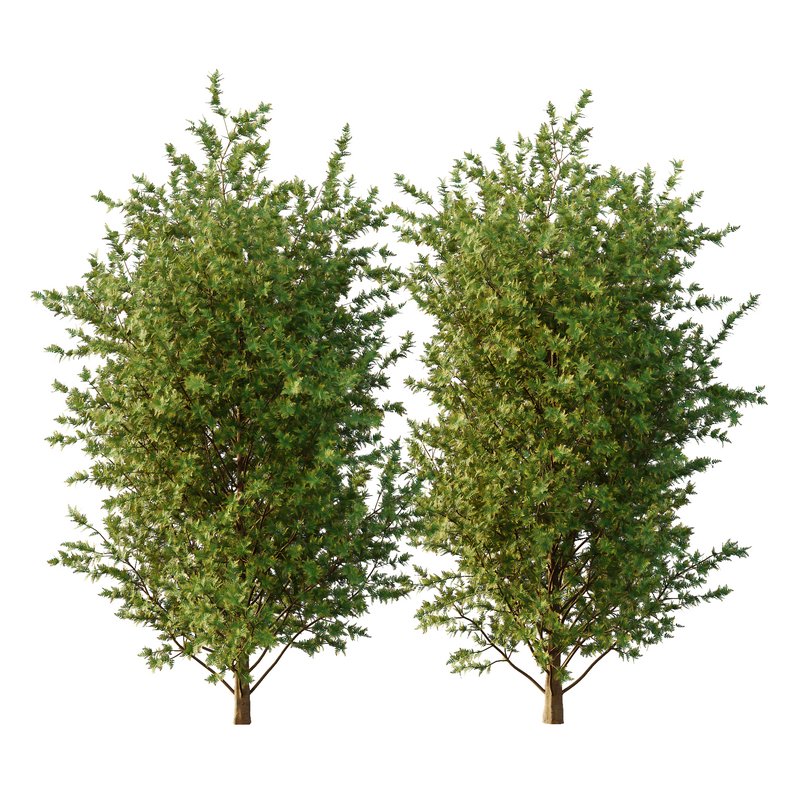 beautiful tree01 - Image 1