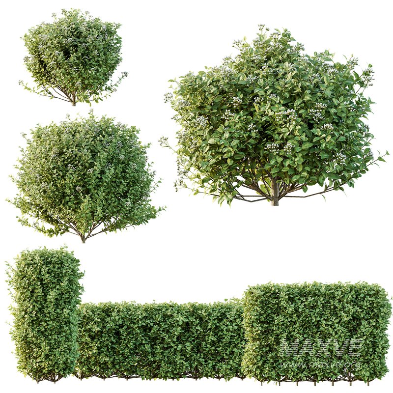 Ligustrum Ovalifolium Argenteum Aureum - Image 1