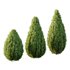 Italian Cypress Tree 33 - Thumbnail 1