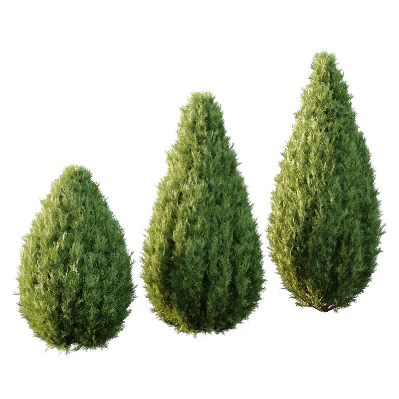 Italian Cypress Tree 33 - Image 1