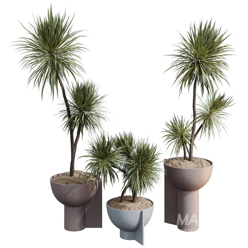 HQ HousePlants Spineless Yucca Aloifolia Rostrata Palm Desmetiana Set03 - Image 1