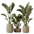 HQ HousePlants Ravenala Banana Strelitzia Nicolai Bird Of Paradise Set08 - Thumbnail 1