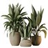 HQ HousePlants Ravenala Banana Strelitzia Nicolai Bird Of Paradise Set05 - Thumbnail 1