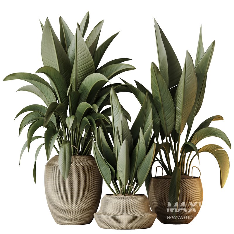 HQ HousePlants Ravenala Banana Strelitzia Nicolai Bird Of Paradise Set05 - Image 1