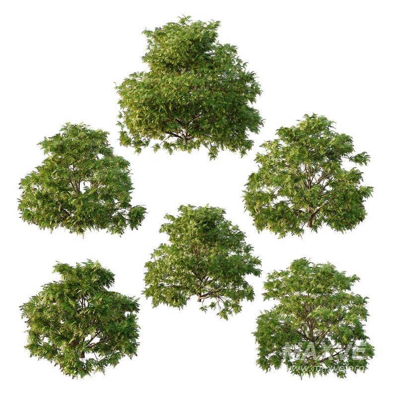 Cypress Bush 05 - Image 1