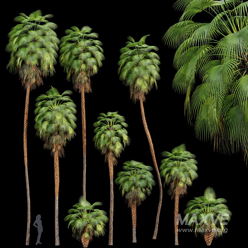 Mexican Fan Palm Washingtonia Robusta 9 trees - Image 1