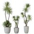 HQ HousePlants Spineless Yucca Aloifolia Rostrata Palm Desmetiana - Thumbnail 1