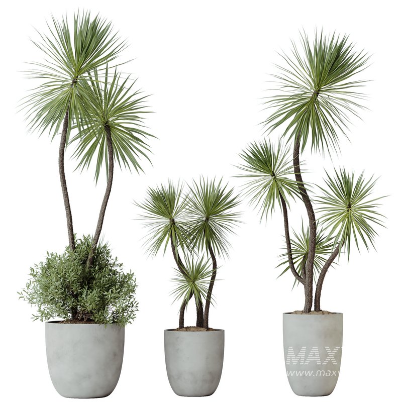 HQ HousePlants Spineless Yucca Aloifolia Rostrata Palm Desmetiana - Image 1