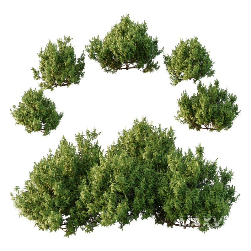 Cypress Bush 07 - Image 1