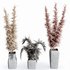 HQ HousePlants Decorative Stoilan Pampas Dried Branches Pampy04 - Thumbnail 3