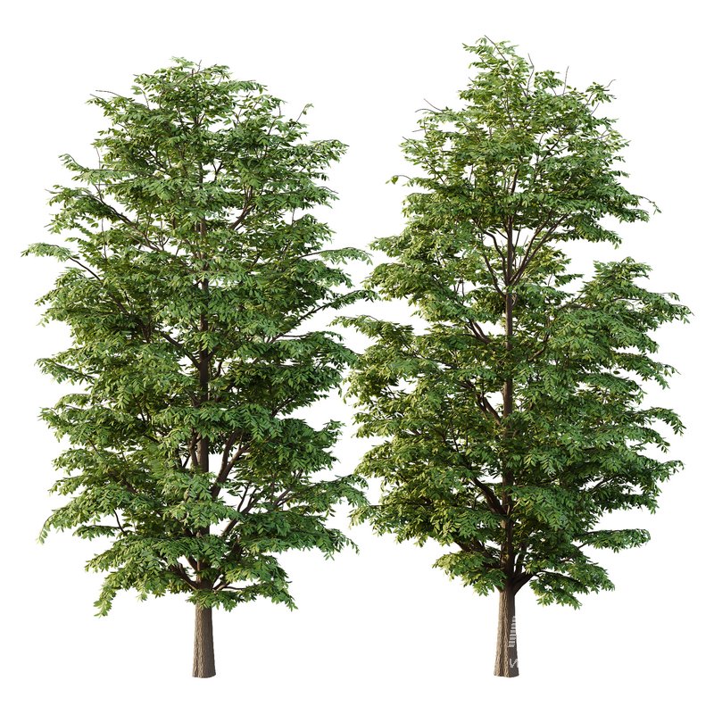 fraxinus excelsior Tree06 - Image 1