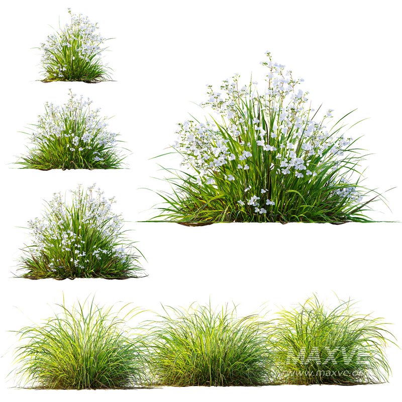 Libertia Grandiflora Grass and Carex Elata Aurea Grass - Image 1