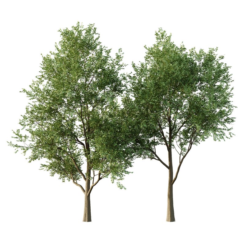 fraxinus excelsior Tree01 - Image 1