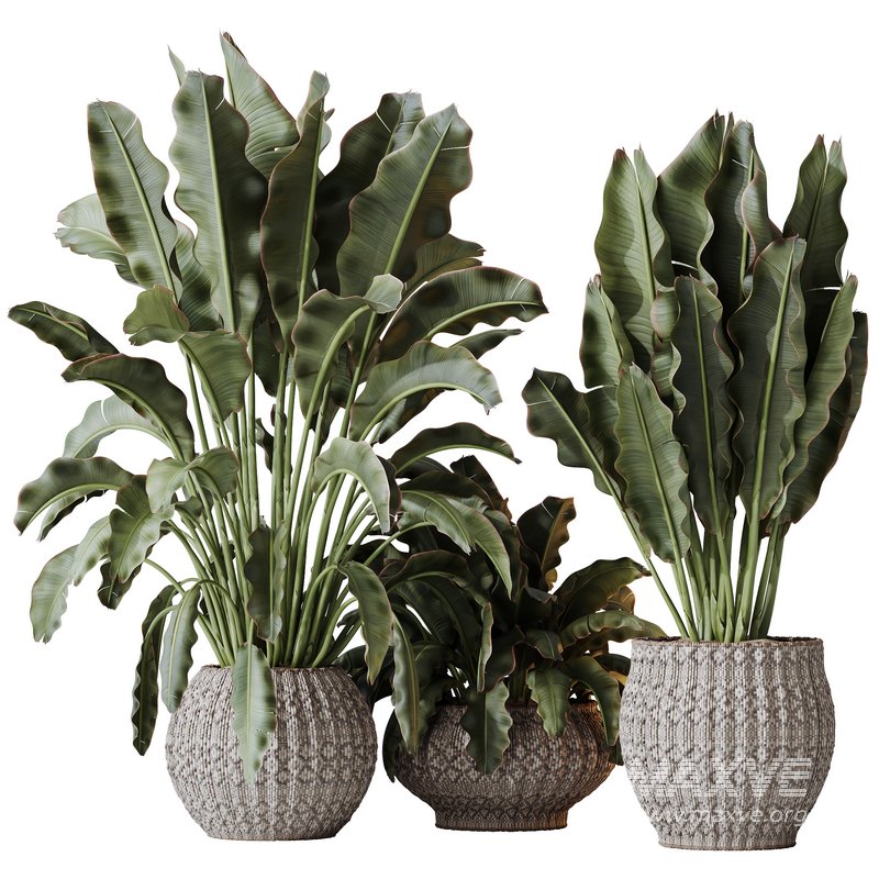 HQ HousePlants Ravenala Banana Strelitzia Nicolai Bird Of Paradise Set03 - Image 2