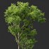 spring trees Celtis Australis and Fagus Grandifolia - Thumbnail 3