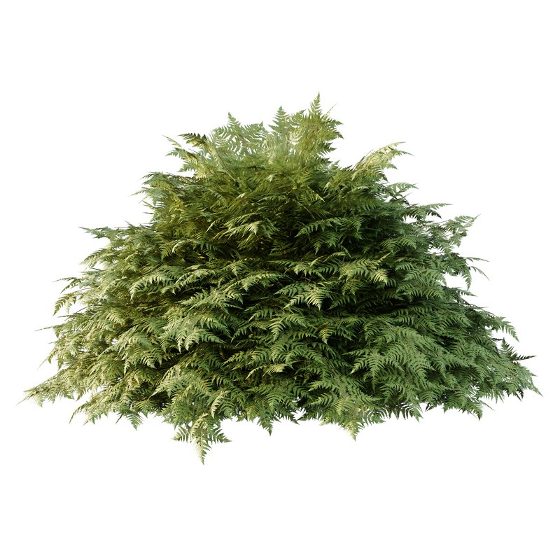 Cypress Bush 01 - Image 3