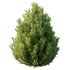 Italian Cypress Tree 31 - Thumbnail 4