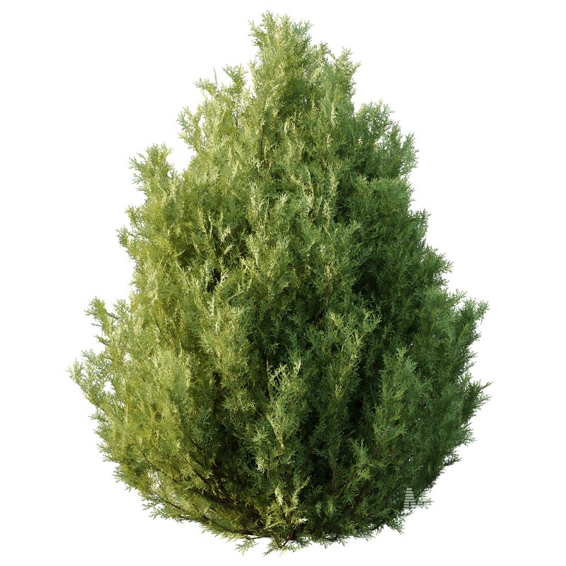 Italian Cypress Tree 31 - Image 4