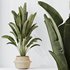 HQ HousePlants Ravenala Banana Strelitzia Nicolai Bird Of Paradise - Thumbnail 2
