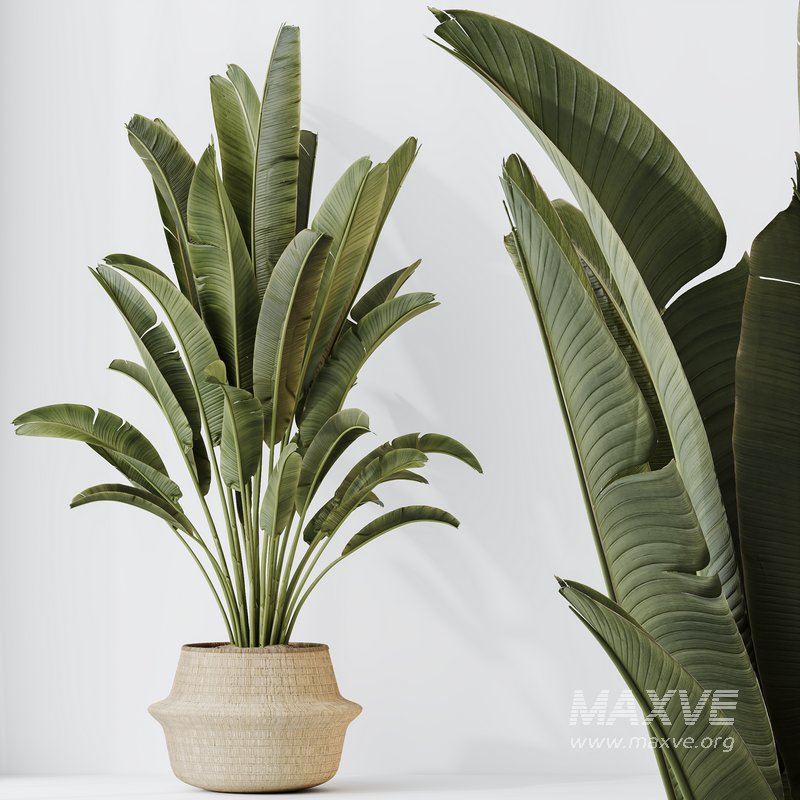 HQ HousePlants Ravenala Banana Strelitzia Nicolai Bird Of Paradise - Image 2