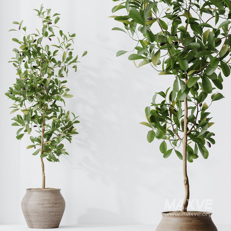 HQ HousePlants Briful Pachira Aquatica Grand Artificiel Set02 - Image 2