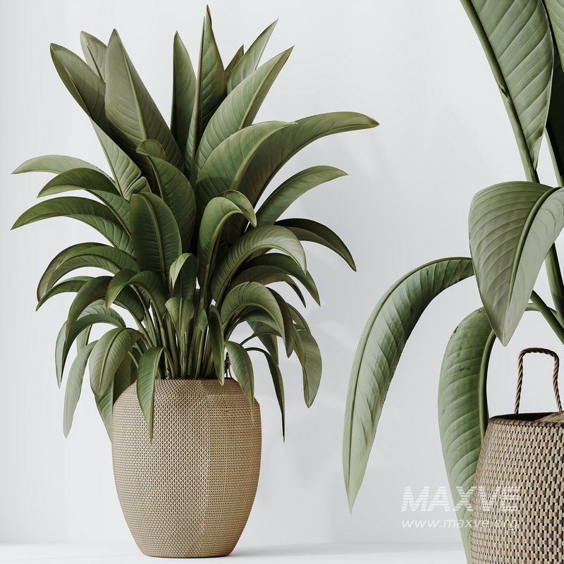 HQ HousePlants Ravenala Banana Strelitzia Nicolai Bird Of Paradise Set05 - Image 5