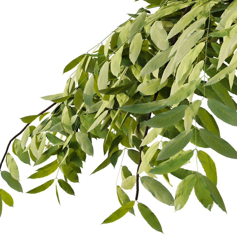 fraxinus excelsior Tree07 - Image 4