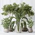 Indoor plants set 105 Wilsonii Chemlali Olive and Wallisii Bellini Peace Lily Domino - Thumbnail 4