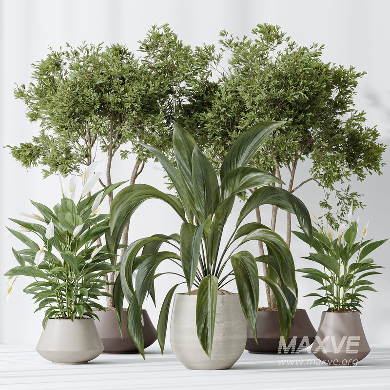 Indoor plants set 105 Wilsonii Chemlali Olive and Wallisii Bellini Peace Lily Domino - Image 4