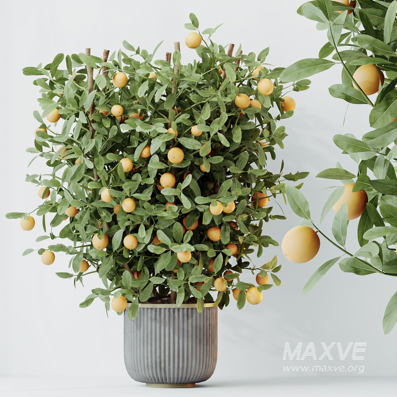HQ HousePlants Mandarin Citrus Fruit Bosnai China Orange Tree Set02 - Image 3
