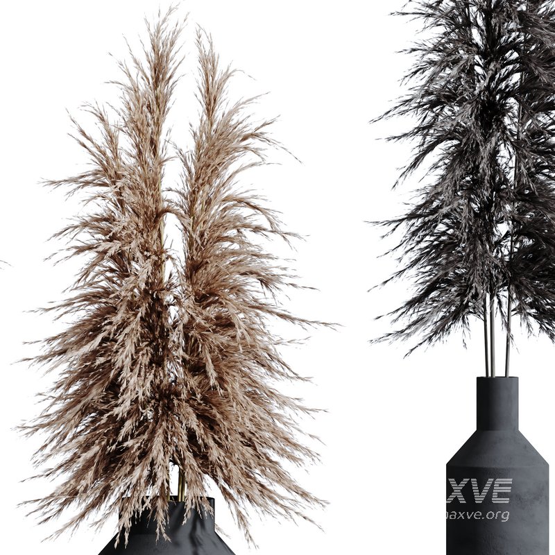 HQ HousePlants Decorative Miscanthus Pampas Dried Branches Pampy03 - Image 4