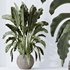 HQ HousePlants Ravenala Banana Strelitzia Nicolai Bird Of Paradise Set03 - Thumbnail 3