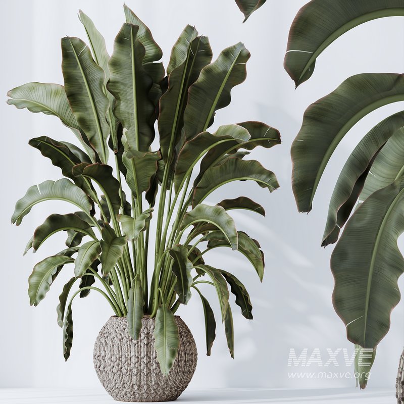 HQ HousePlants Ravenala Banana Strelitzia Nicolai Bird Of Paradise Set03 - Image 3