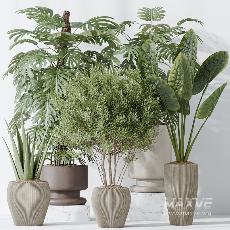 Indoor plants set 102 Large Leaf Form Swiss Cheese - Image 6