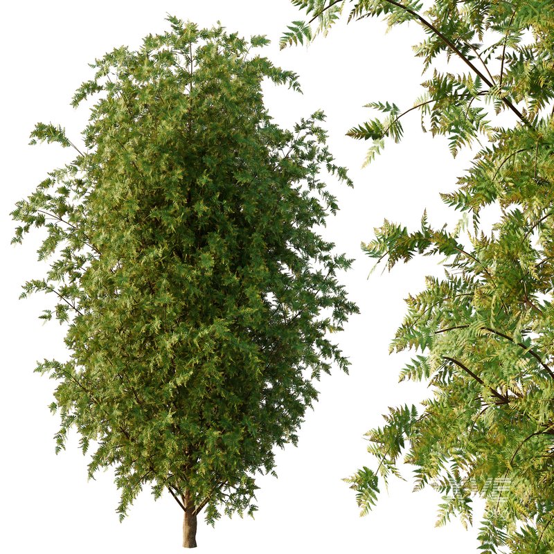 beautiful tree02 - Image 4