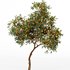 Orange fruit 2tree - Thumbnail 3