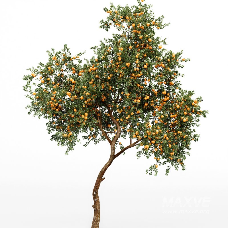 Orange fruit 2tree - Image 3
