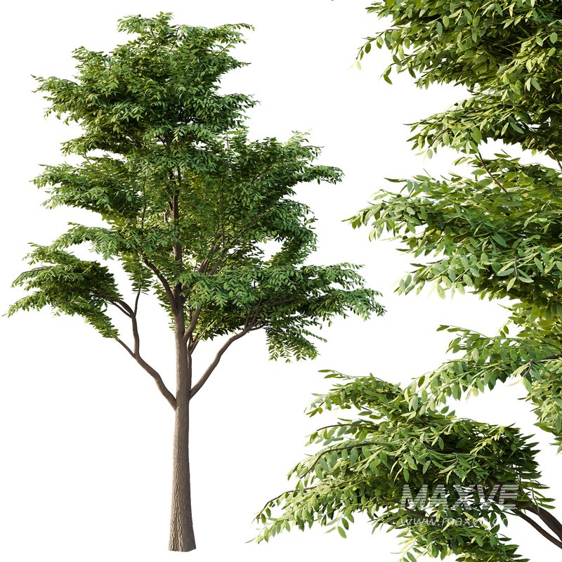 fraxinus excelsior Tree05 - Image 4