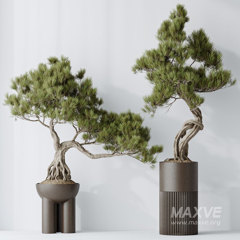 Indoor plants set 107 Bonsai Pinus Pentaphylla Thunbergii - Image 4