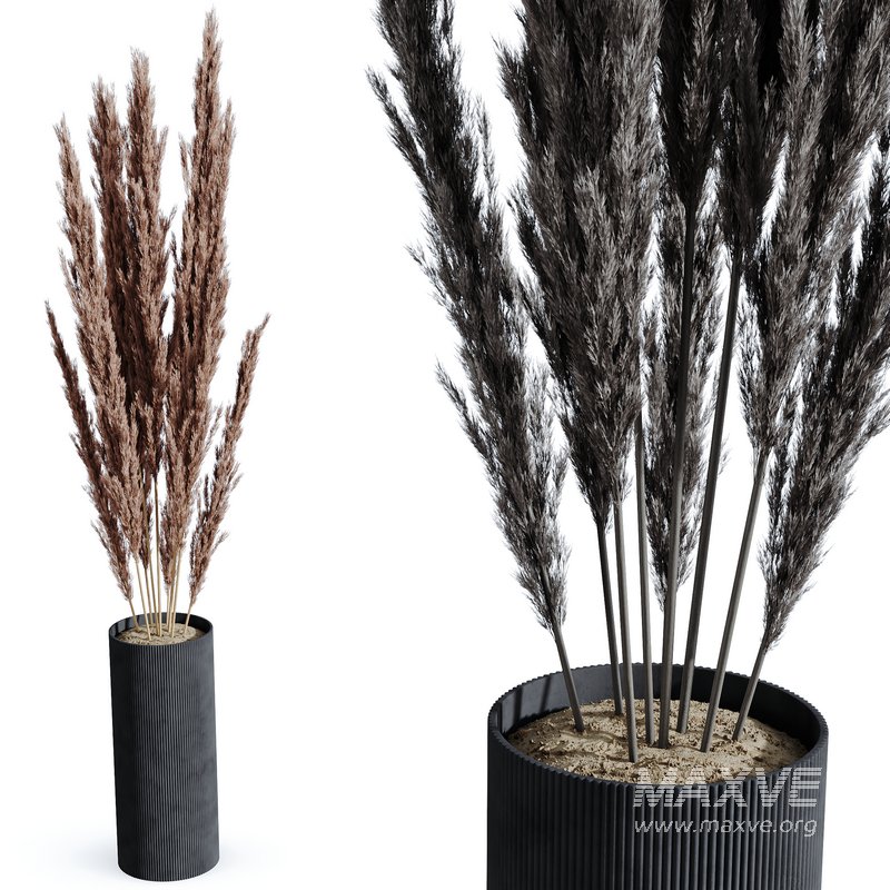 HQ HousePlants Decorative Miscanthus Pampas Dried Branches Pampy02 - Image 1