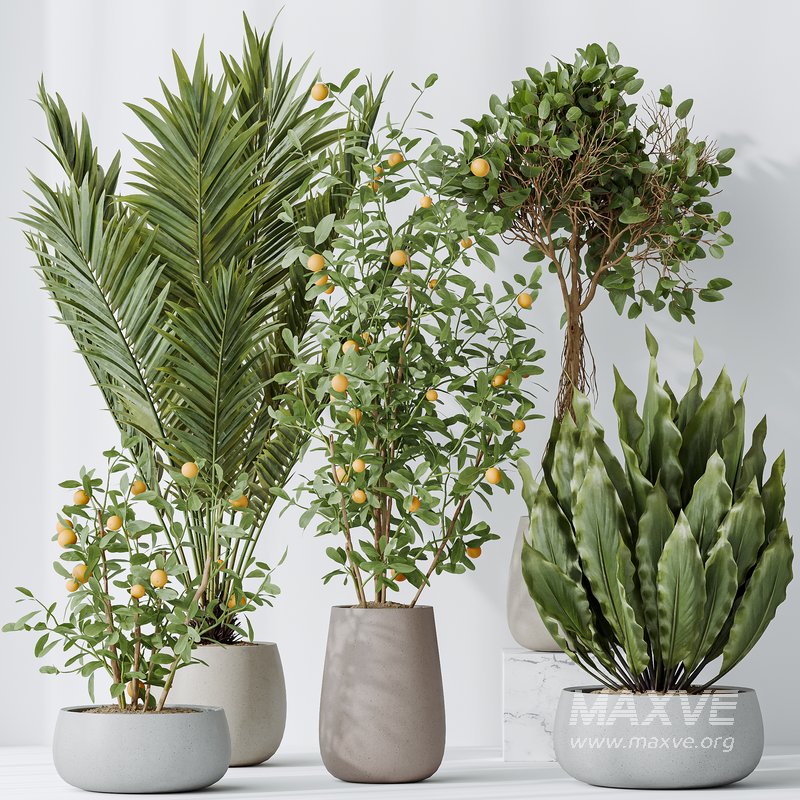 Indoor plants set 111 Areca Palm Paradise Kentia - Image 2