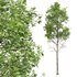 spring trees Fagus Sylvatica - Thumbnail 1
